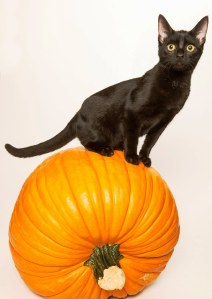 Shelter Celebrates Meow-loween