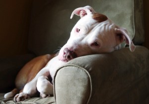 Shelter Offers “Pet Haven” Services