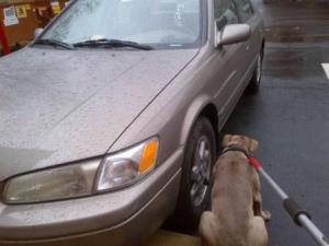 Animal Cruelty Awareness Month