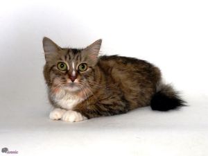 June Means ExtravaCATza! At the Shelter