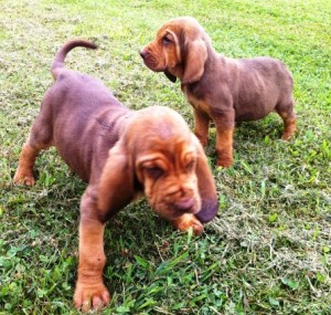 091813BloodhoundPups