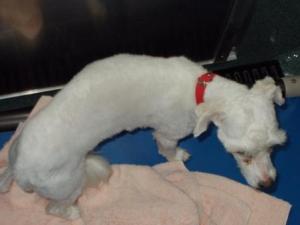 Abandoned by his owner.