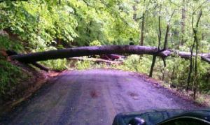 Tree down on Kinchloe