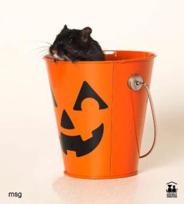 101714familyhalloween3