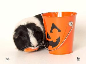 101714familyhalloween4