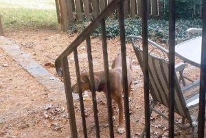 "Teddy" prior to capture