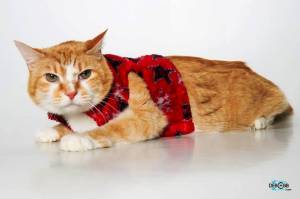 All Are Invited to Animal Shelter’s “Ugly Sweater Party”