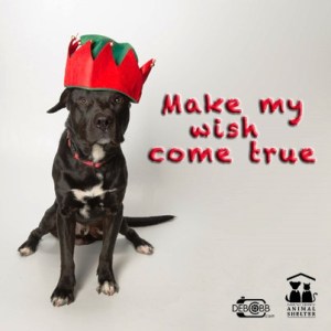 Take me home for your holiday.