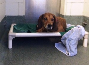 Teddy at the Shelter