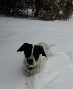 Sassy helps save his owner.