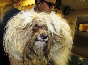 Do You Know this Dog or His Owners?