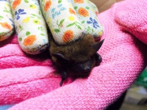 Calls to help remove bats from homes are common, such as the one shown here. 