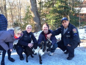 A homeless goat reportedly wandering around Annandale; no one ever claimed him and he was later adopted
