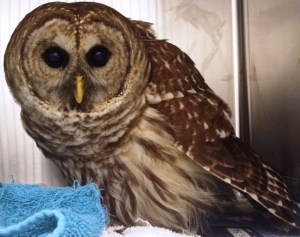a young owl wouldn't fly away; he was reportedly malnourished. ACO transported him to animal rehab for care