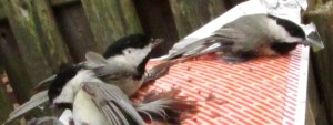 chickadees caught in trap