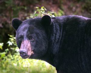 A bear, similar to this one, was seen in McLean this morning. Photo taken by U.S. Fish and Wildlife Service 