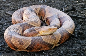 Northern Copperheads, like the one shown here, are living in Fairfax County. Photo taken from VA Herpetological Society webpage