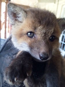 Baby fox (kit)
