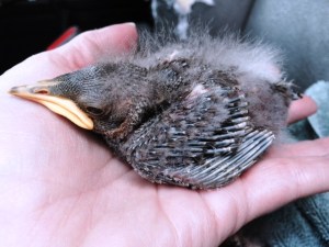 baby birds