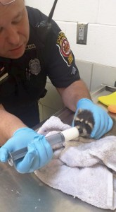 060515ACOFeedsRaccoon