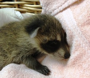 060515BabyRaccoon
