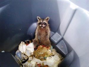 This raccoon was trapped in this dumpster; animal control officers responded and set it free. It did not exhibit any signs/symptoms of the rabies virus.