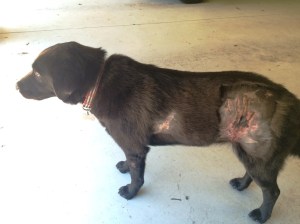 Injured dog/after encounter with wildlife Photo courtesy of Peggy Fox, WUSA 9 News