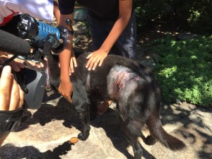 Photo of wounded dog in Great Falls area this week. Photo is courtesy of NBC News 4.