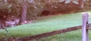 Bear seen in area; photo taken July 22 by a passing motorist.