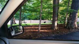 Photo taken by passing motorist on Saigon Road.