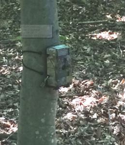 In some locations, cams are attached to trees. Please do not touch.