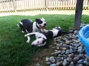 Tulip is enjoying her new home.