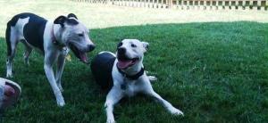 Tulip and her new best friend!