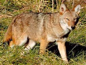 081215Coyote