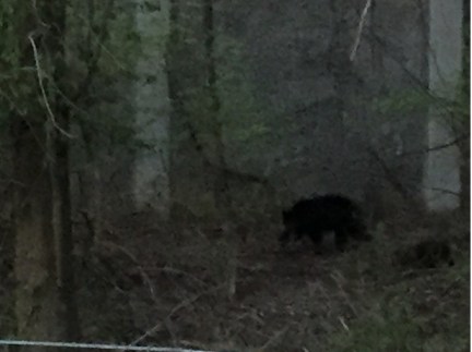 032416 Bear_Bowling Green Dr_IMG_3857