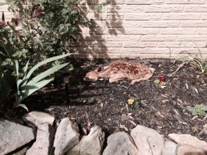 050216,BabyAnimalsAwareness,Fawn
