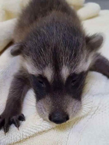 050216,BabyAnimalsAwareness,Raccoon