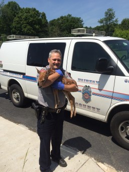 061016 ACO Early with Fawn