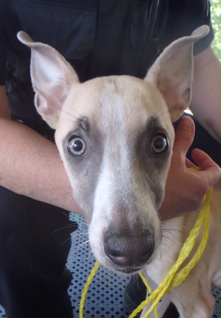 Man Charged with Animal Cruelty