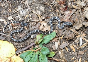 Eastern Ratsnake.jpg