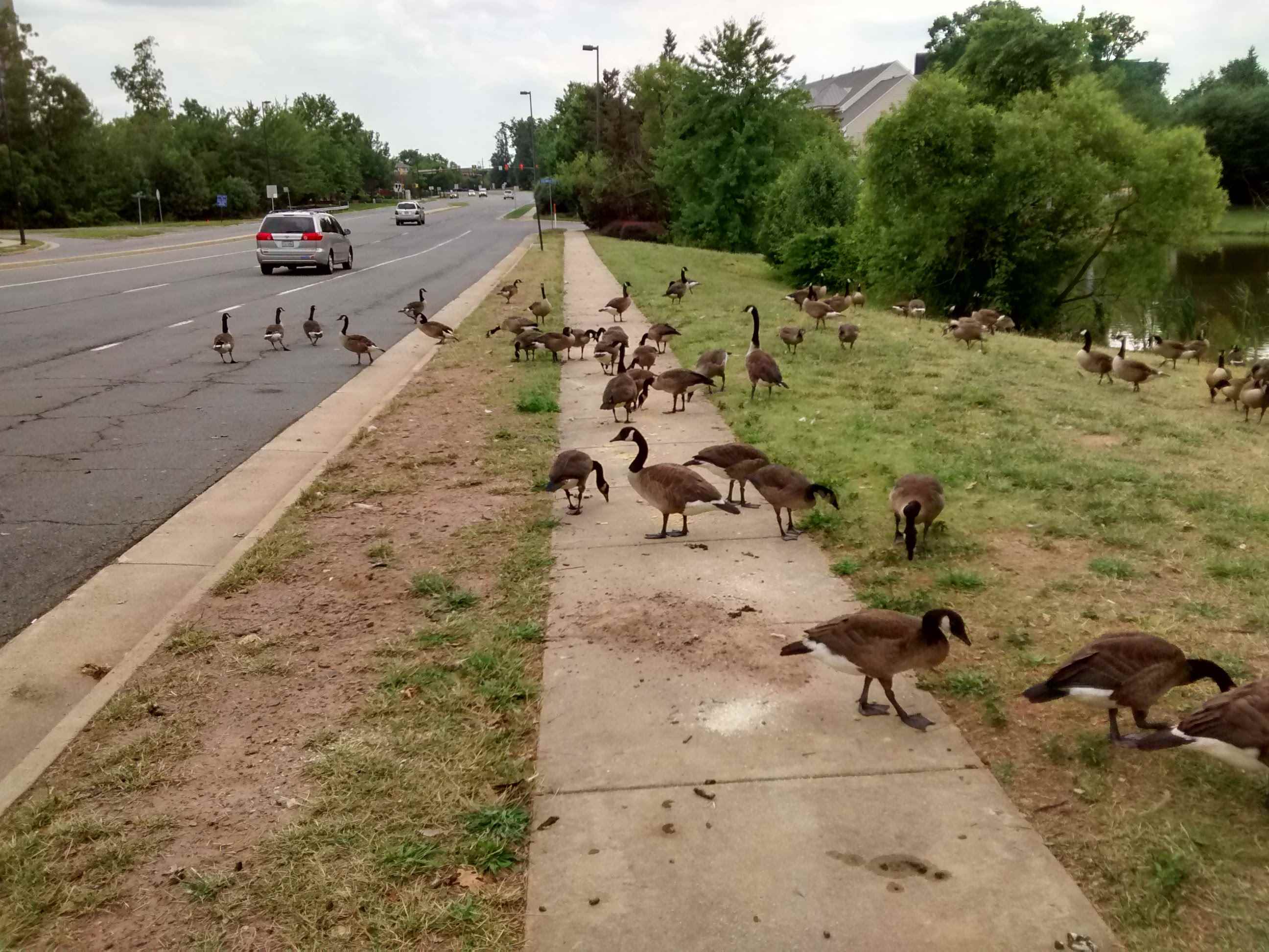 What’s Good for the Goose… Wildlife Officials Discourage Feeding Canada Geese