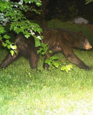 052417 Bear near Rocky Run Stream Valley Park
