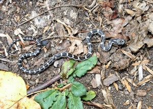 062817 Eastern Rat Snake