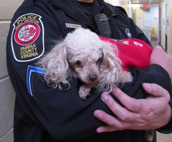 010218, FoundPoodle 1