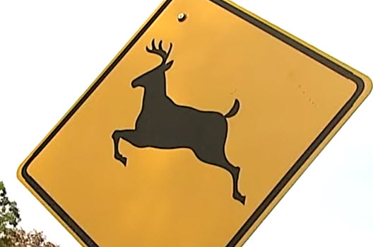 Over Half of Deer Crashes Occur Oct. – Dec.