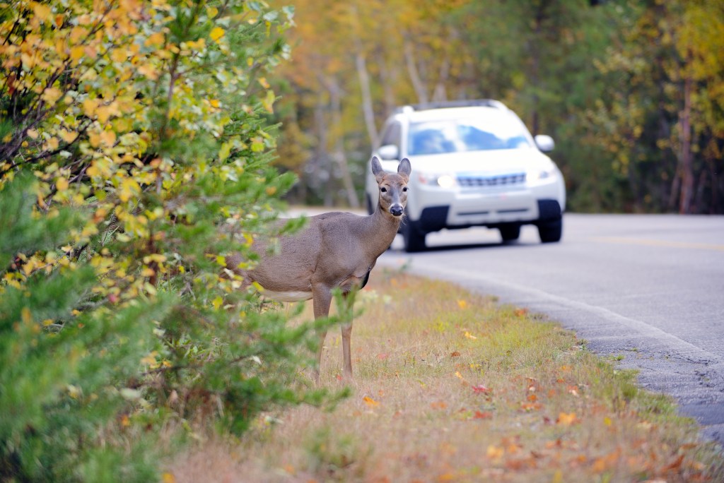 Protect Yourself from Deer Crashes This Fall